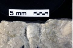 Foto (Detailansicht) von Decapoda indet. (NHMW-GEO-1990-0041-0044)